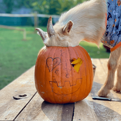 Scout from Goat On The Goat nibbles on a pumpkin.png