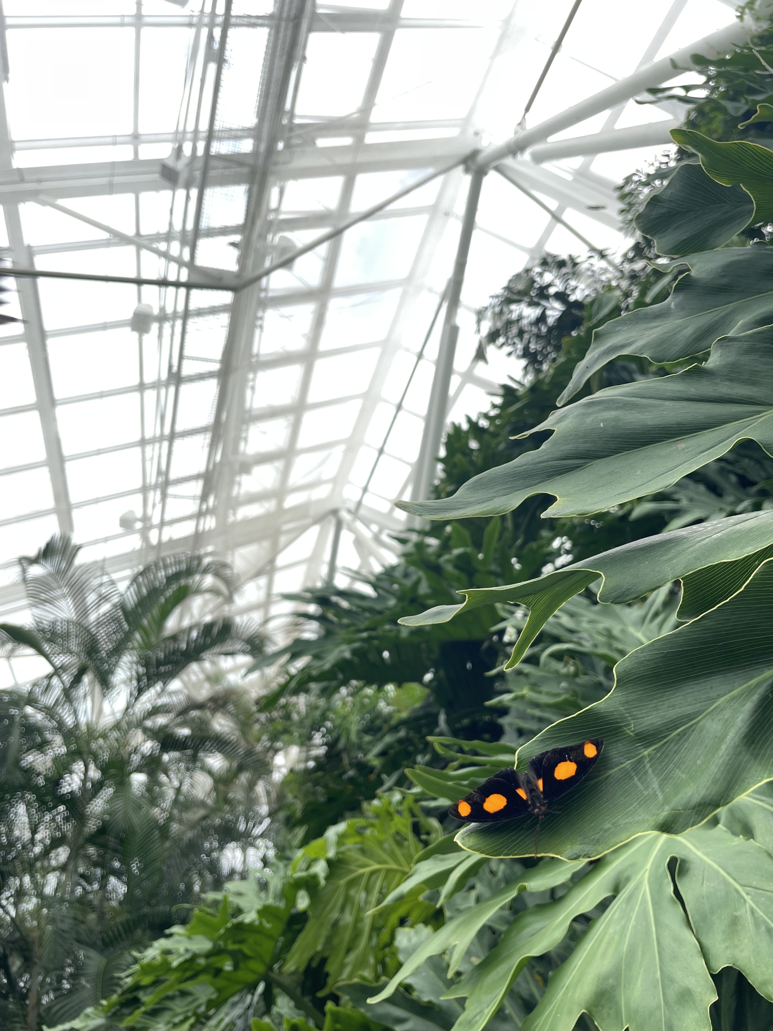 Niagara Parks Butterfly Conservatory