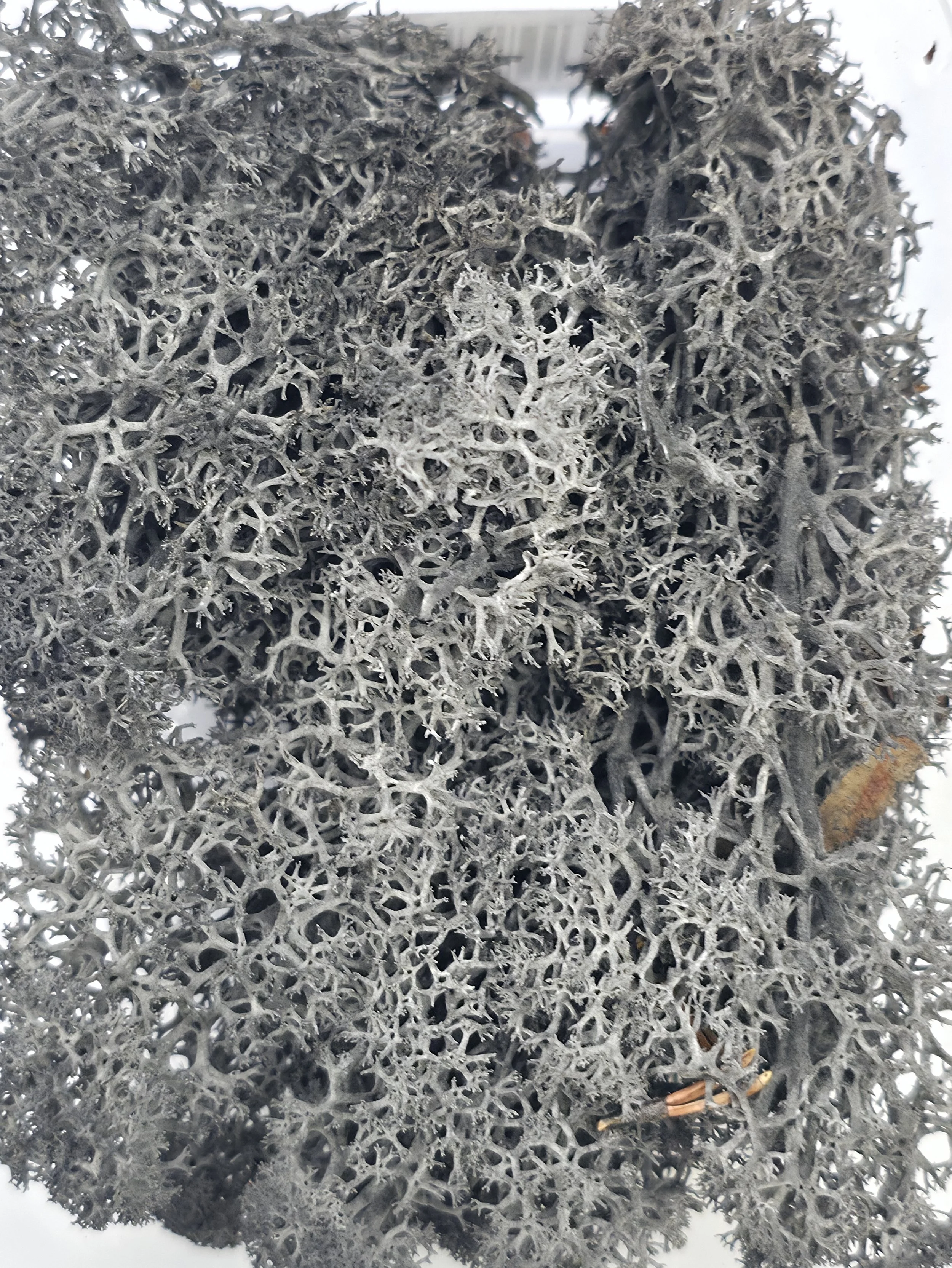 Charcoal Foliage