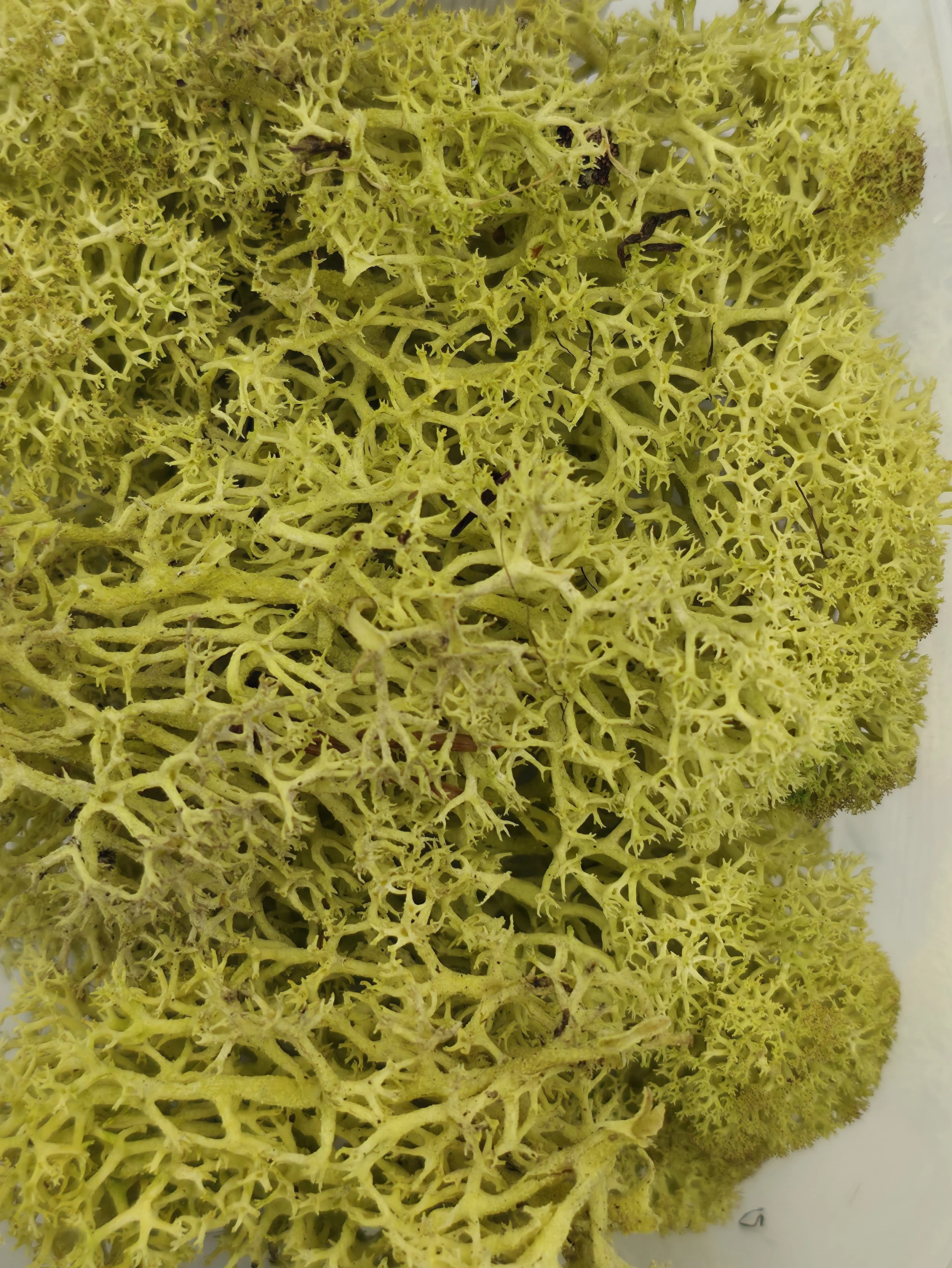 Green Foliage