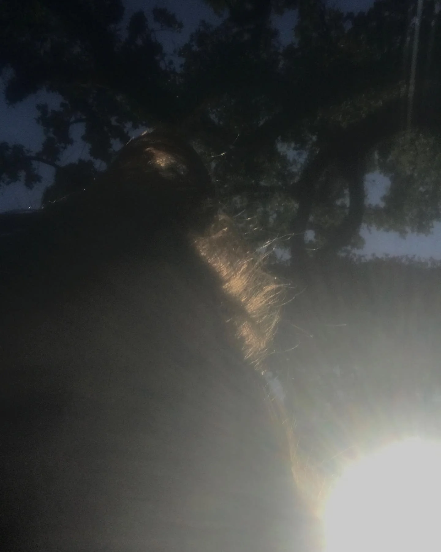 I have all thees pictures I took on accident, and I think I like them better than the ones I took on purpose.