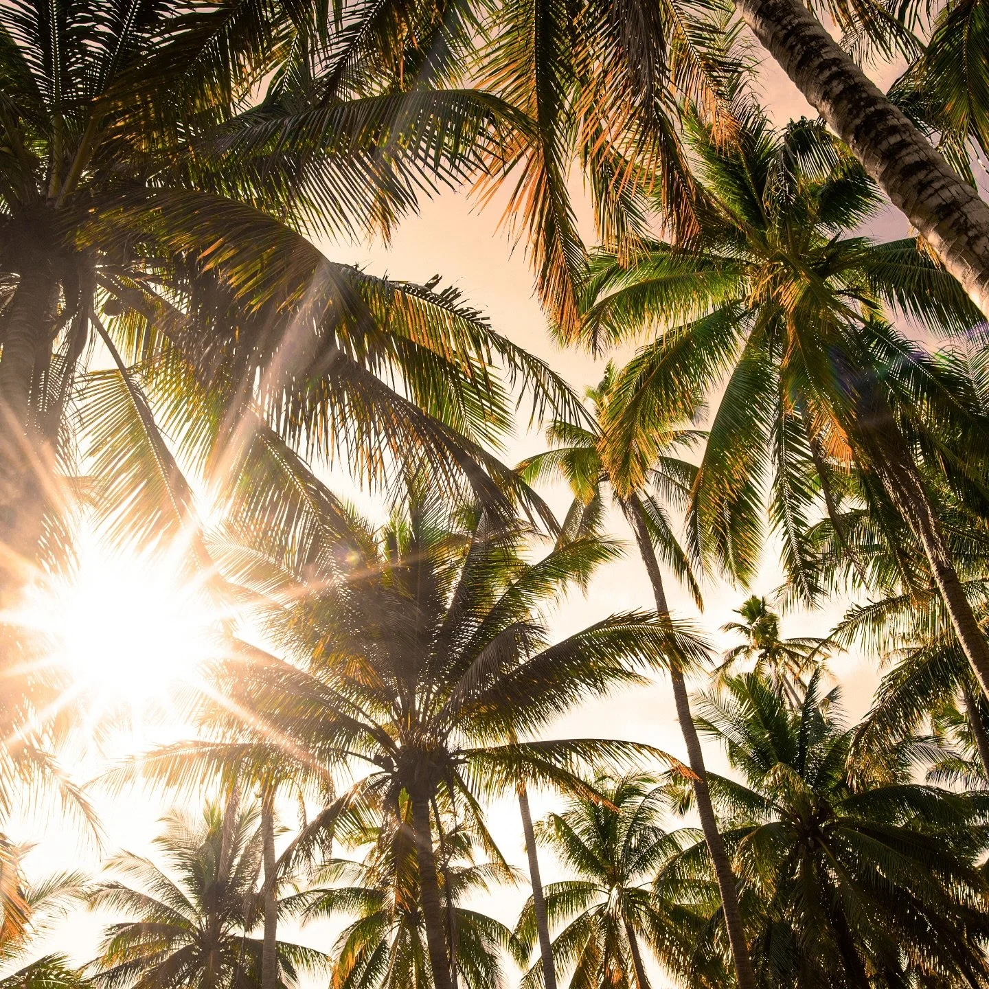 Palm shadows Golden sun and a story. This is the air we breathe.
Ruth was born in it.

 #ruthheritage #ruthjewelry #ruth