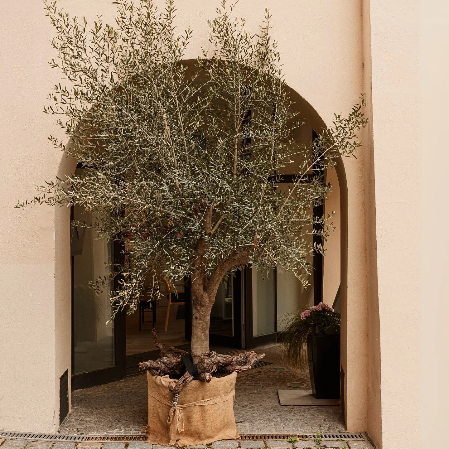 RUTH &bull;Deeply rooted, because roots matter. ✨ 

Just like this olive tree, our heritage, traditions, and stories are the foundation we carry with us. Ruth is more than jewelry it&rsquo;s a connection to where we come from, woven into every piece.