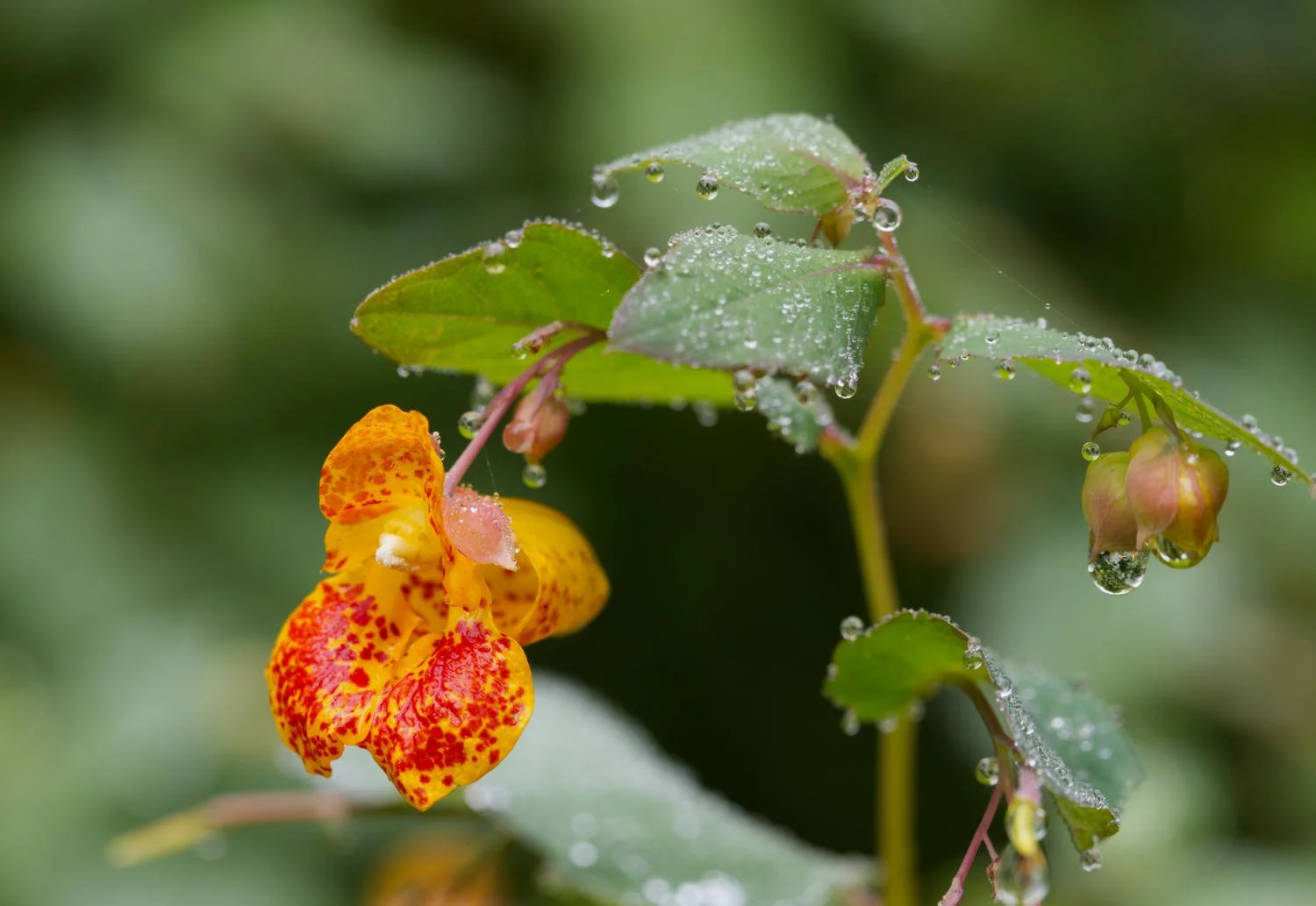 Spotted jewelweed (Presqu'île Provincial Park, Ontario)