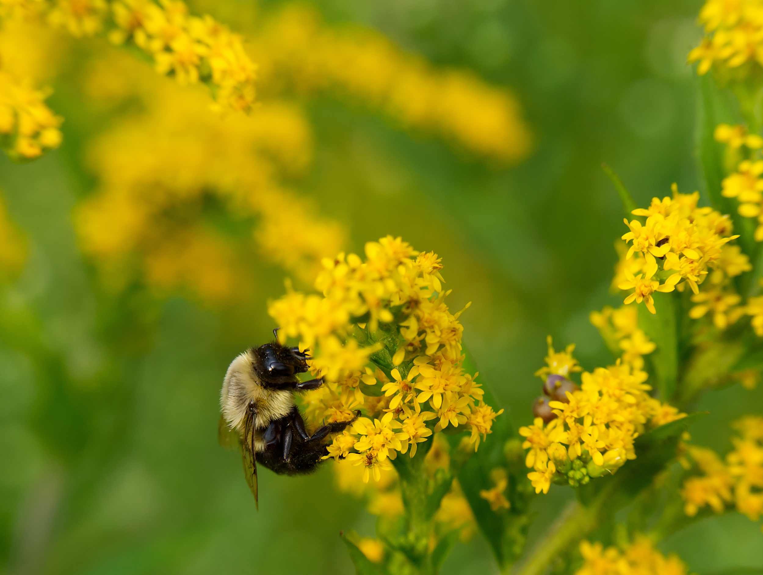 Bumble bee on goldenrod