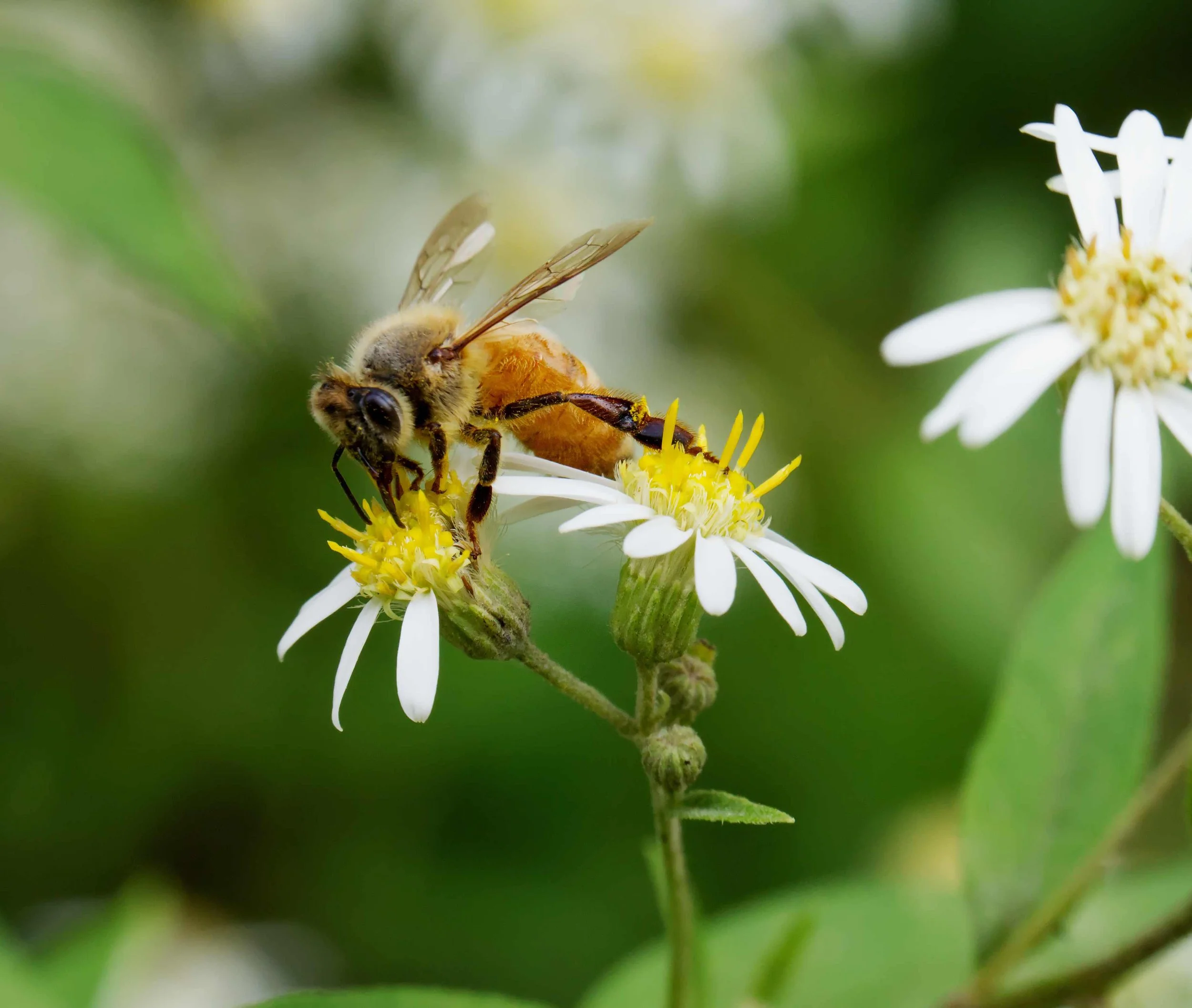 Bee on aster