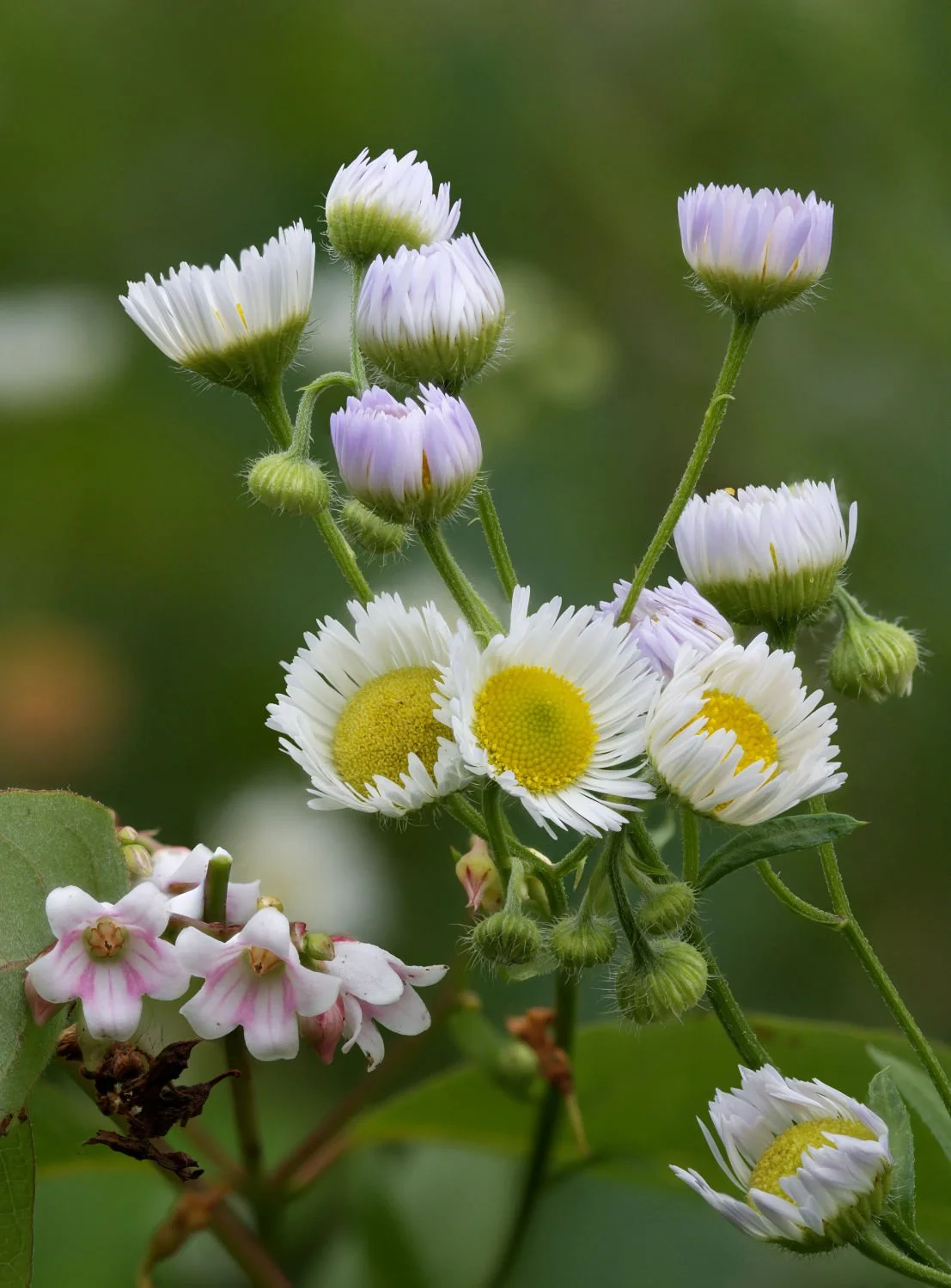 Erigeron strigosus_20250712_Sainte-Foy.jpg