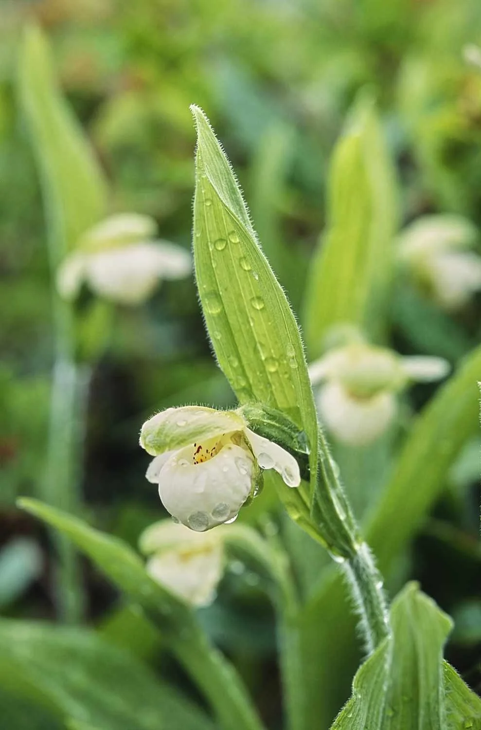 Sparrows-egg lady's-slipper (Mingan Archipelago National Park Reserve, Québec)