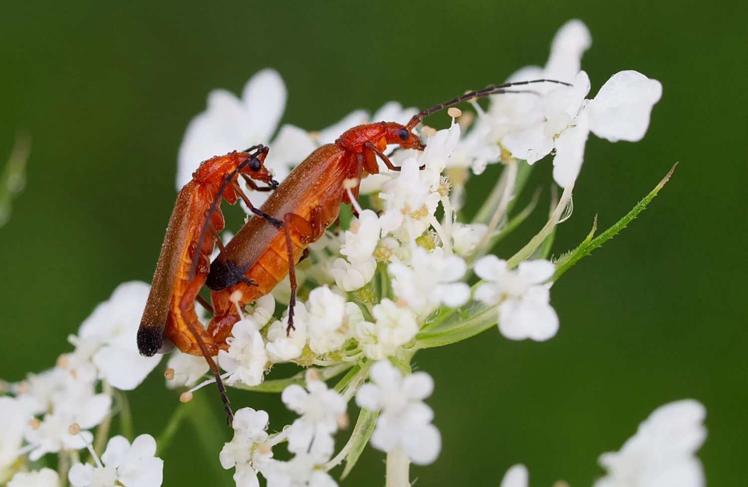 Rhagonycha fulva_Stittsville_splash page crop.jpg