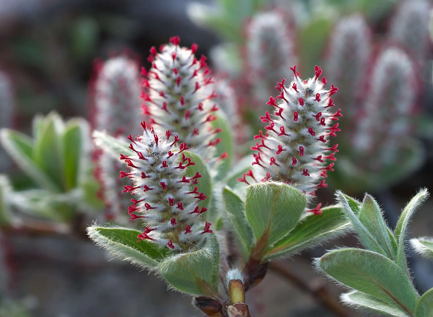 Saule arctique 2 / Arctic willow 2