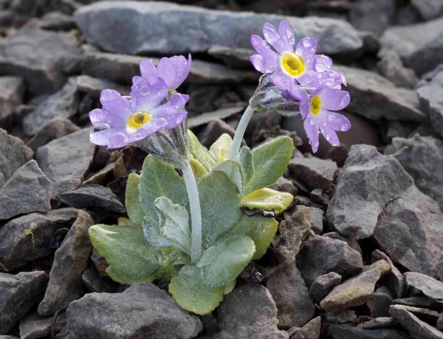 Laurentian primrose (Havre Saint-Pierre, Québec)