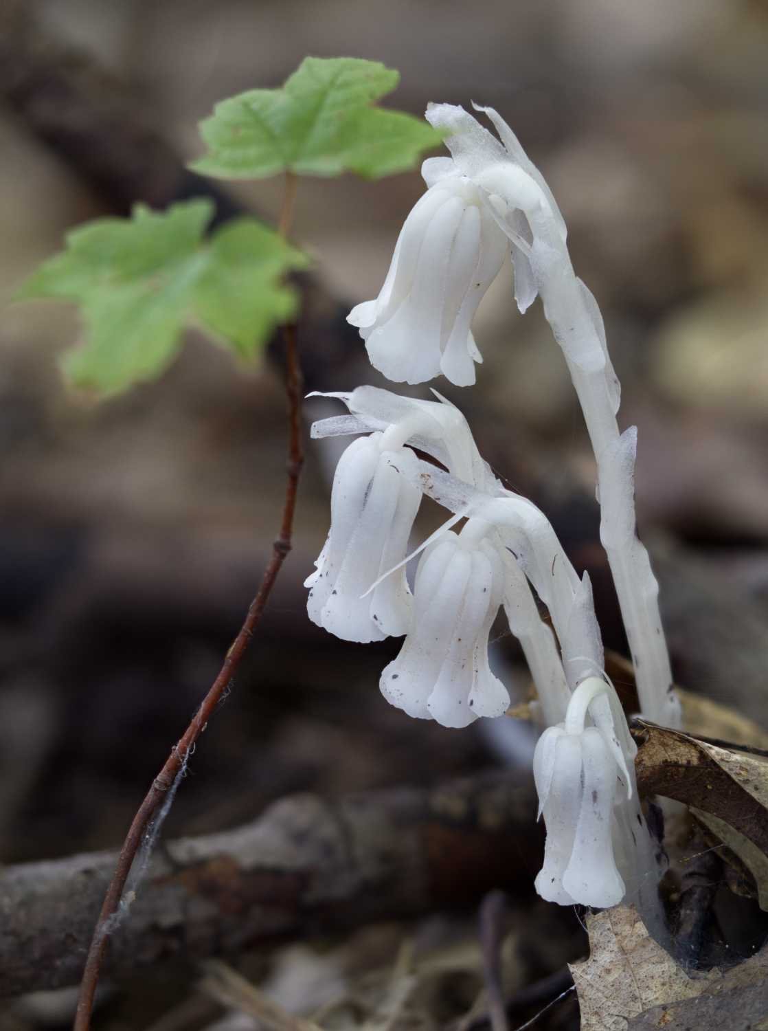 Ghost pipe (Sainte-Foy, Québec)