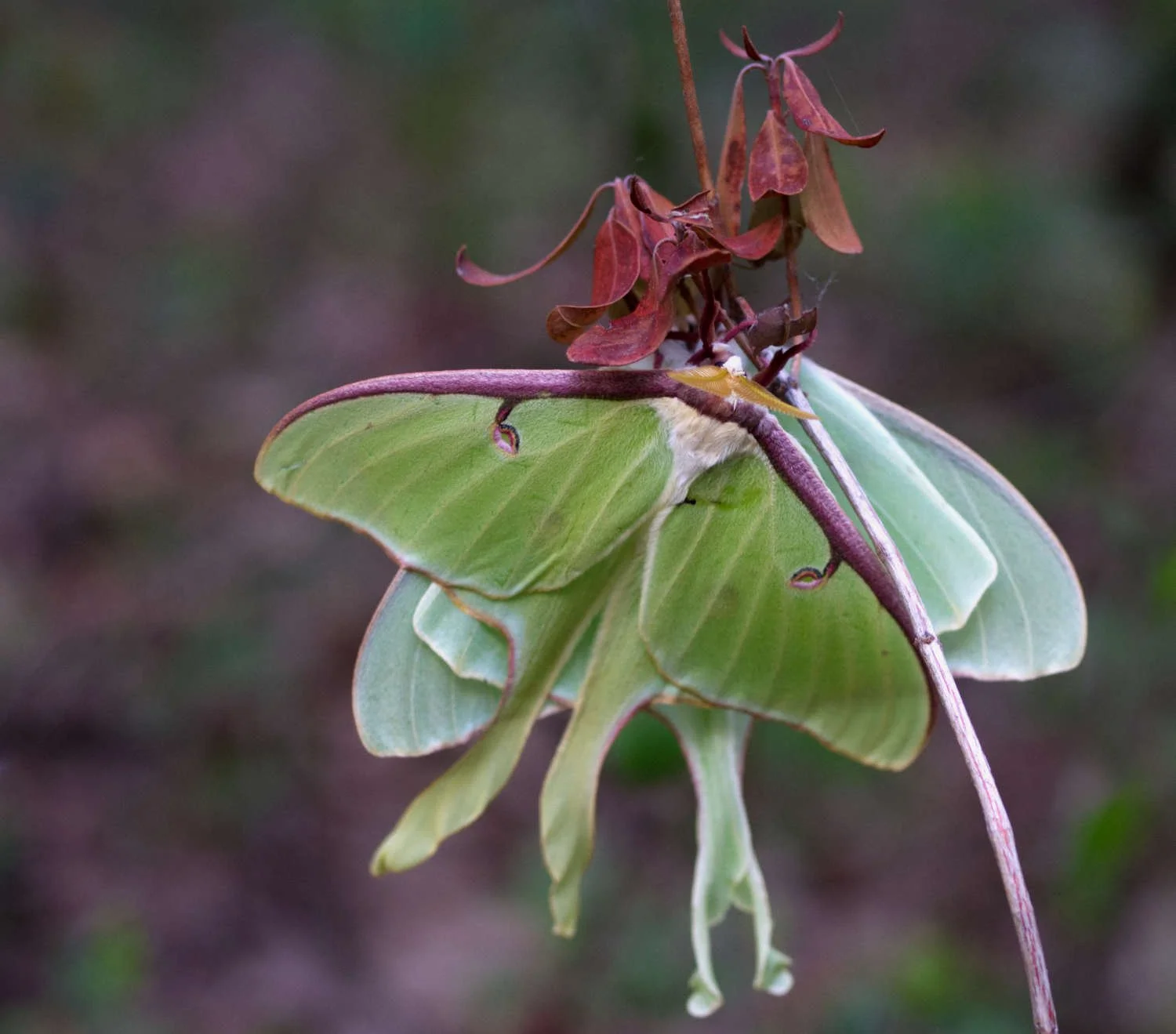 Papillon lune (accouplement)