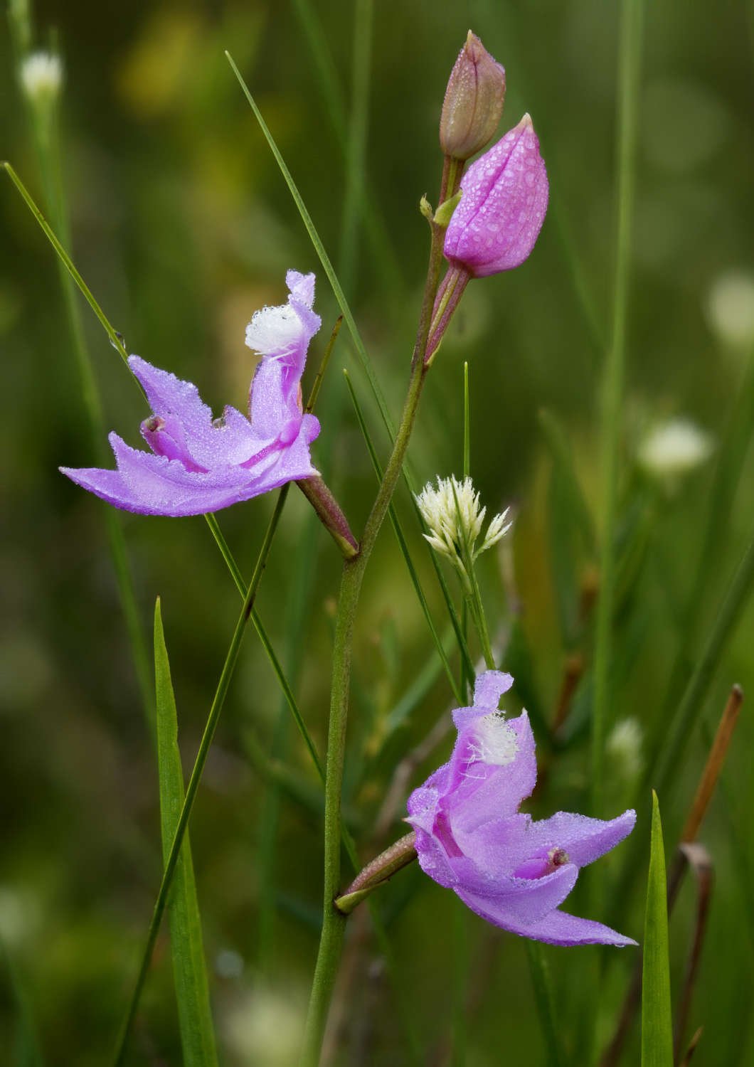 Calopogon pulchellus_20250722_Grand Plée Bleue.jpg