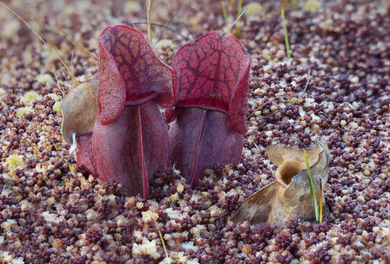 Pitcher plant (La Grande Plée Bleue, Québec)