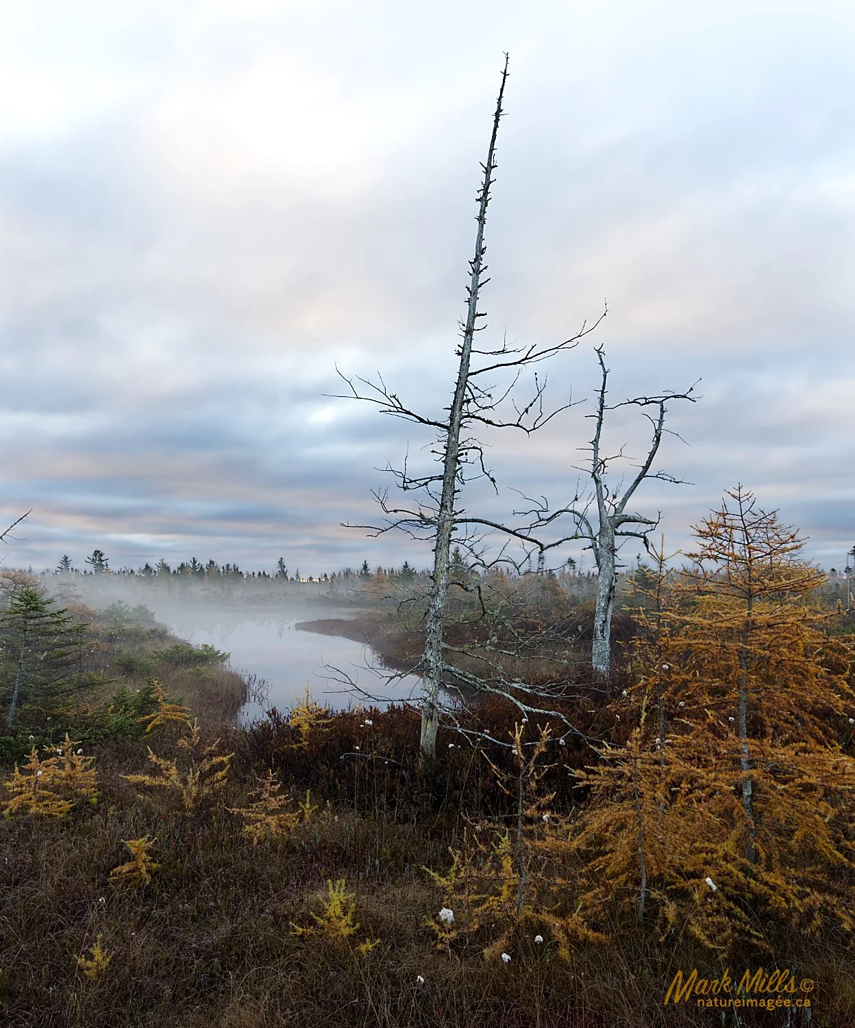 Étang de tourbière dans la brume / Bog pond in fog