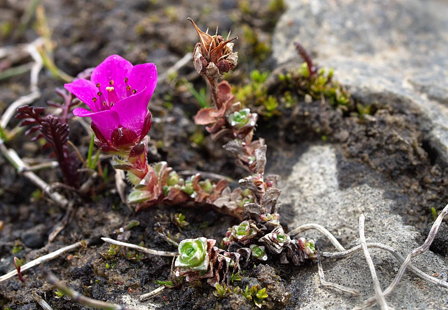 Saxifrage à feuilles opposées / Purple alpine saxifrage