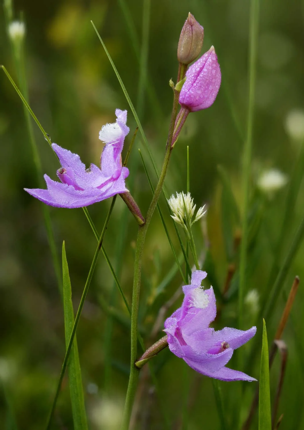 Calopogon tubéreux (La Grande Plée Bleue, Québec) 