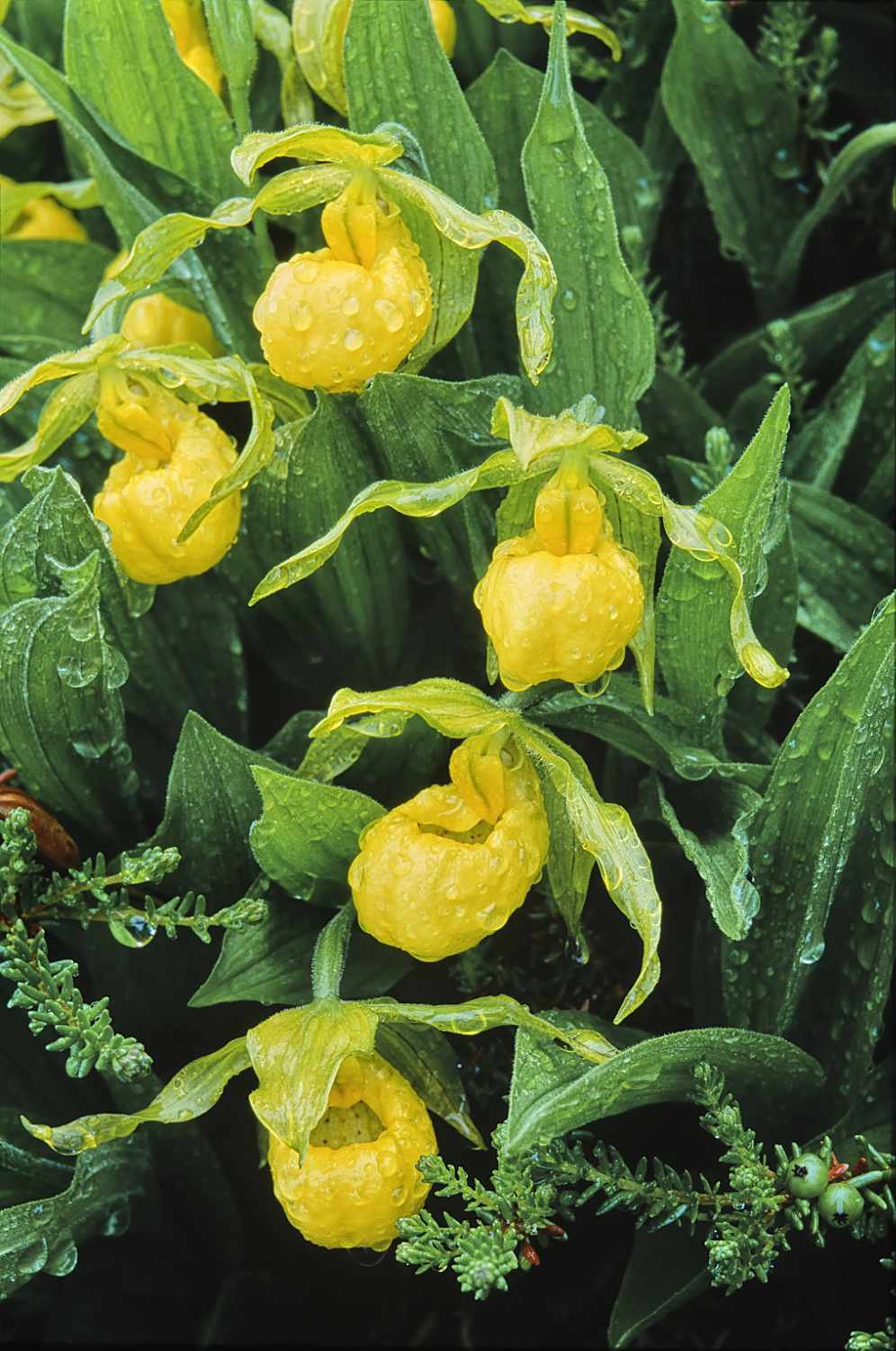 Yellow lady's-slipper (Minganie, Québec)