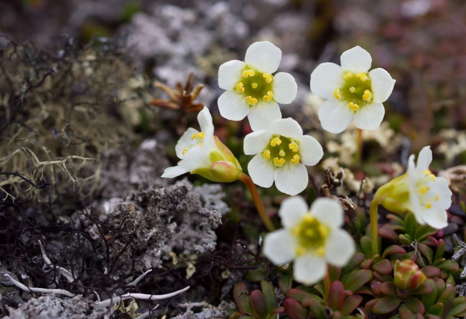Diapensie de Laponie (Iqaluit, Nunavut)