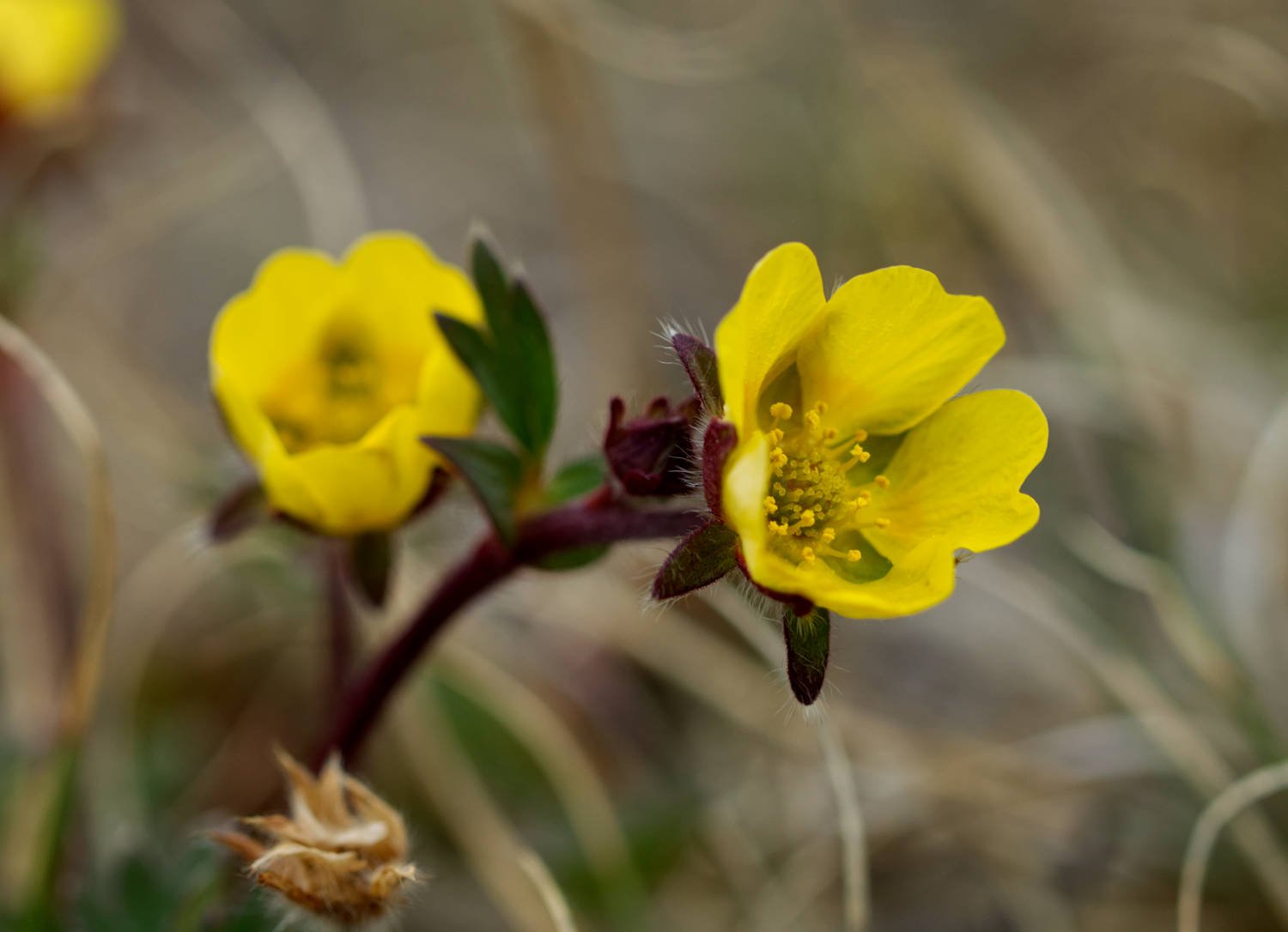 Pontentilla sp. (Iqaluit, Nunavut)