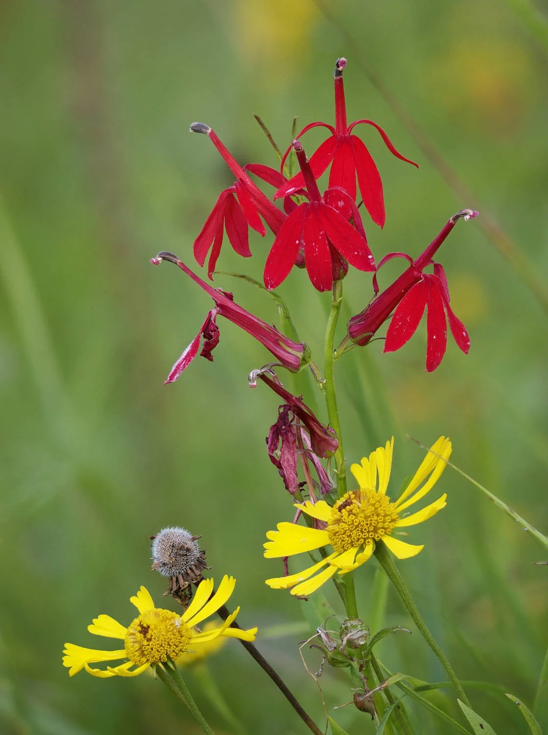 Cardinal flower and sneezeweed (Saint-Augustin, Québec)