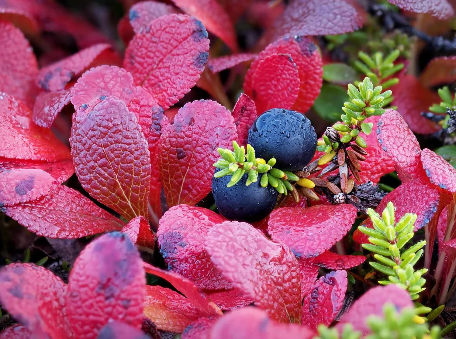 Alpine bearberry (red) and black crowberry (green) (Kuujjuarapik, Quebec)