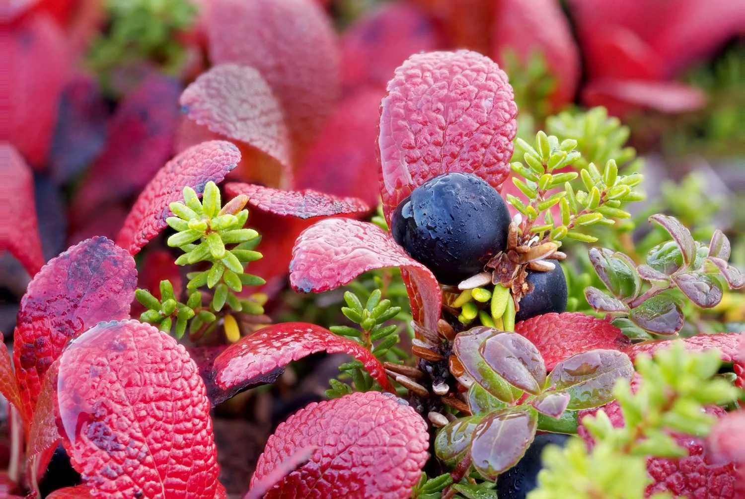 Arctous alpina et Empetrum nigrum_20240912_Kuujjuaraapik_2.jpg