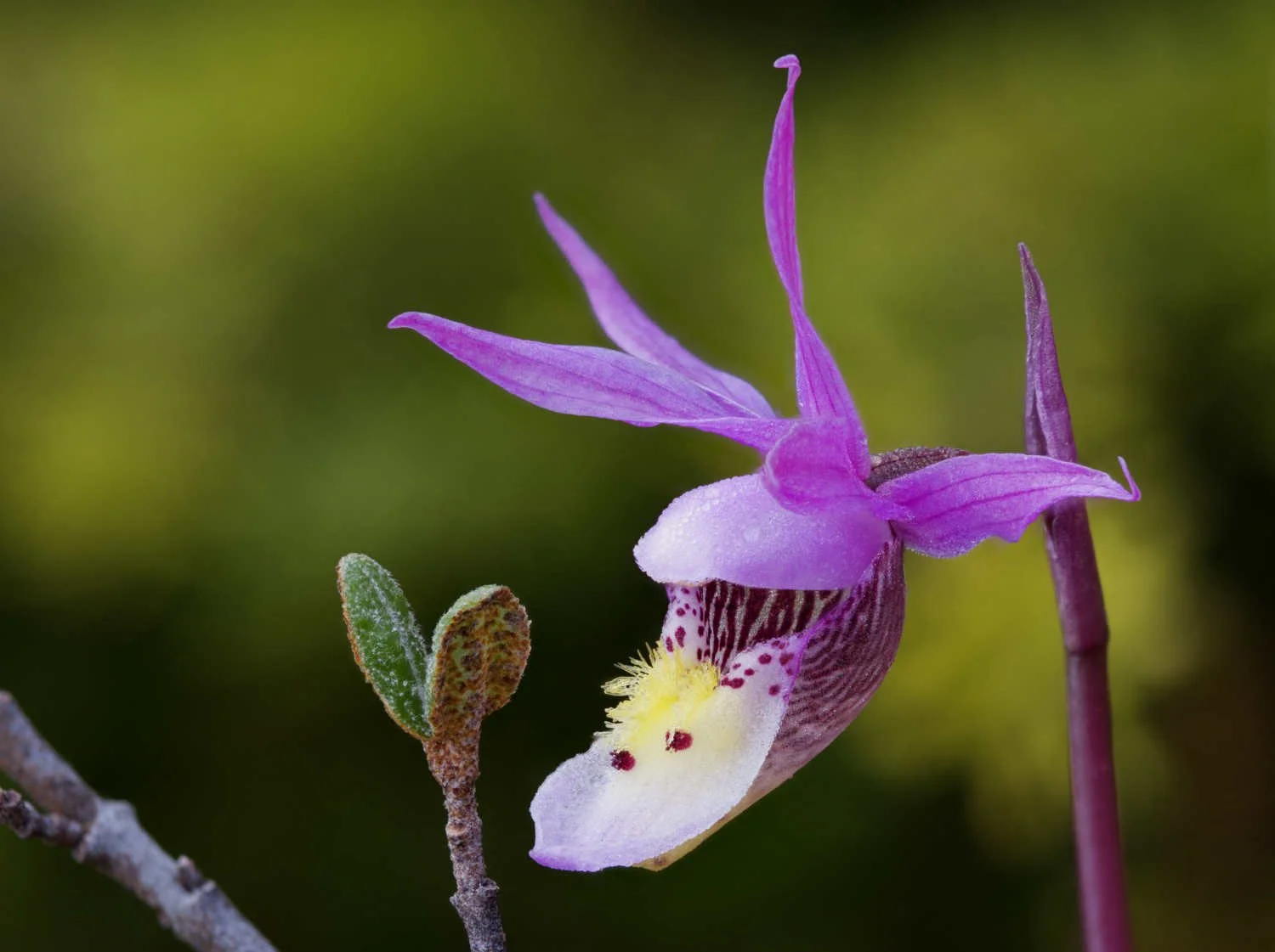 Calypso bulbosa_20250603_Havre St-Pierre_stack3.jpg