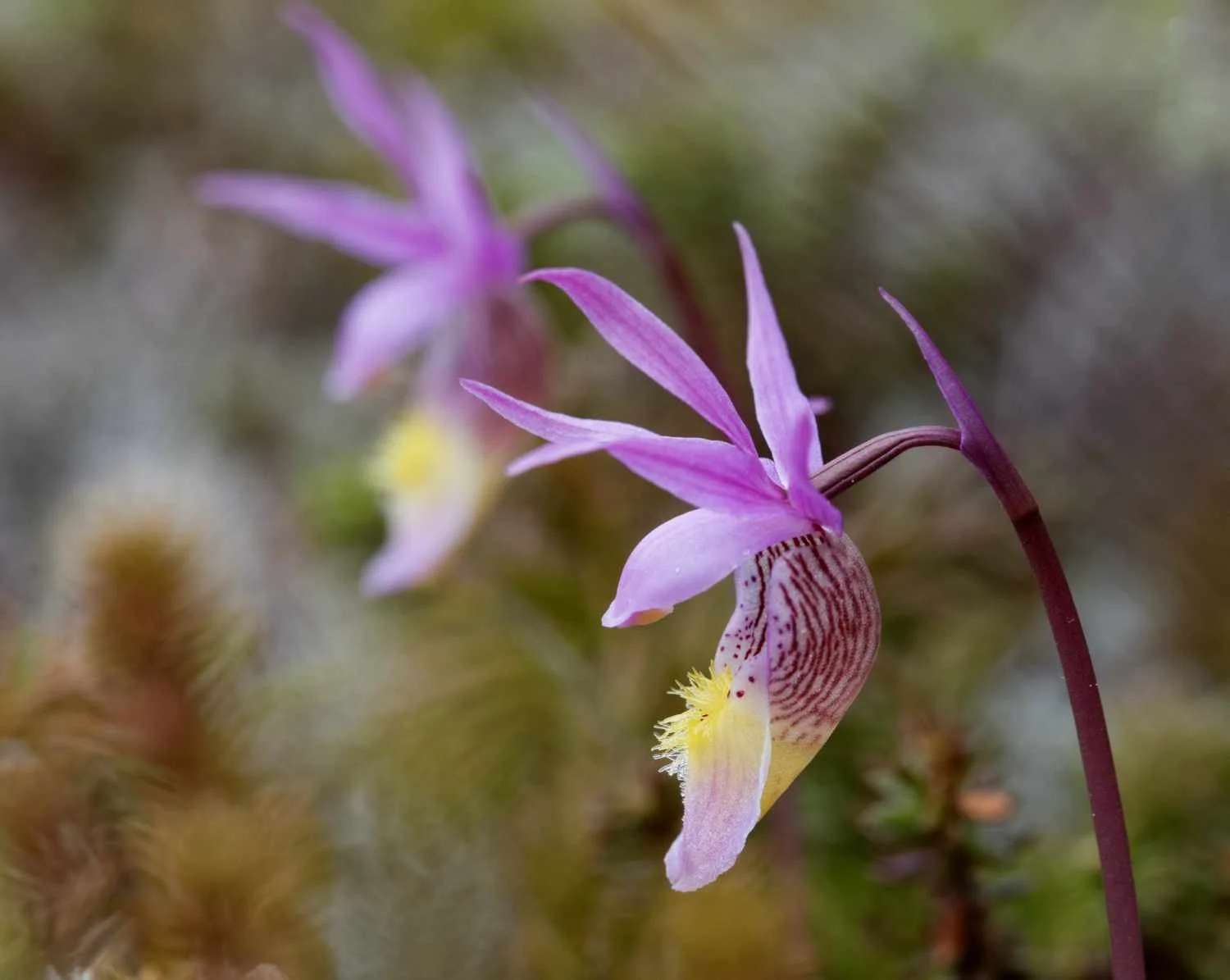 Calypso bulbosa_20250602_Havre St-Pierre.jpg