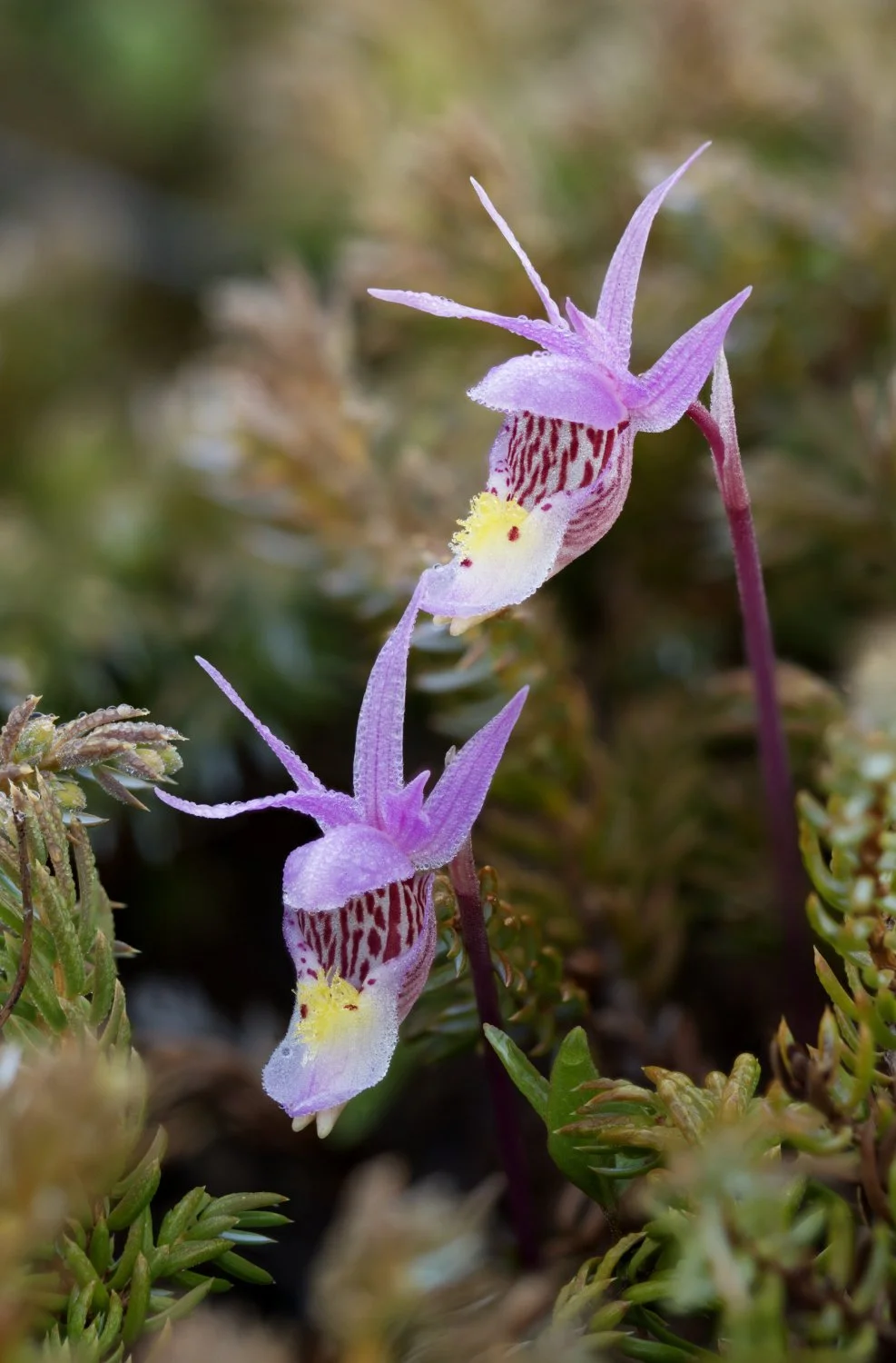 Calypso bulbosa_20250604_Havre St-Pierre_stack4.jpg