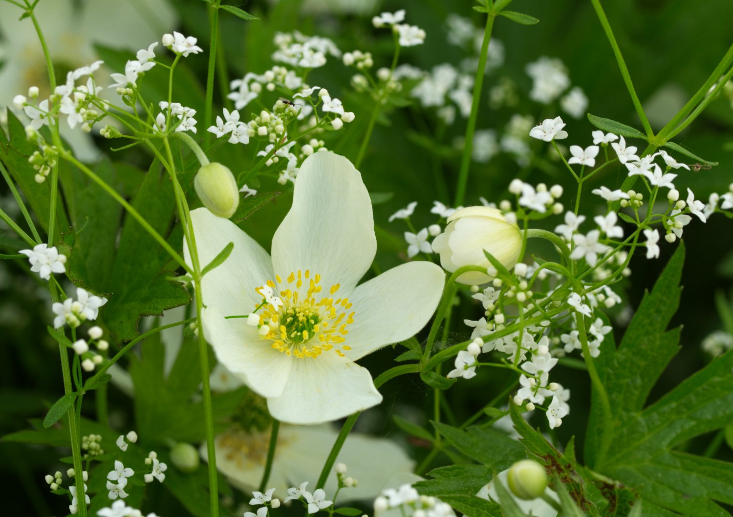 Anemone du Canada (Stittsville, Ontario)