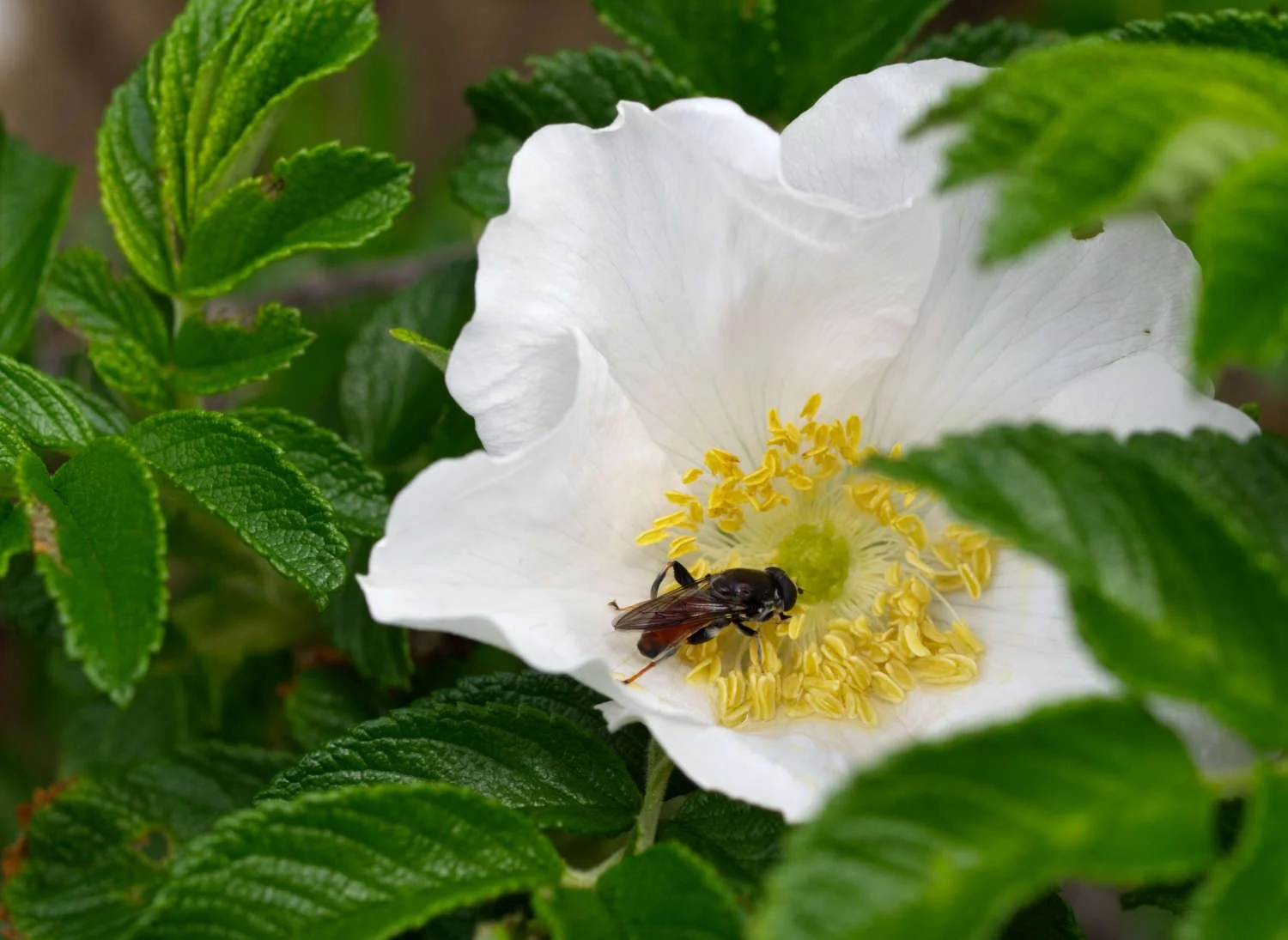 Mouche sur rose sauvage