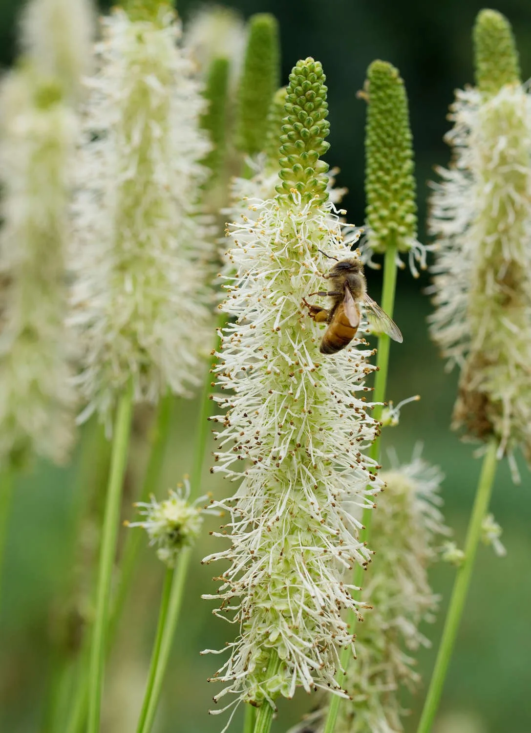 Bee on Canada burnet
