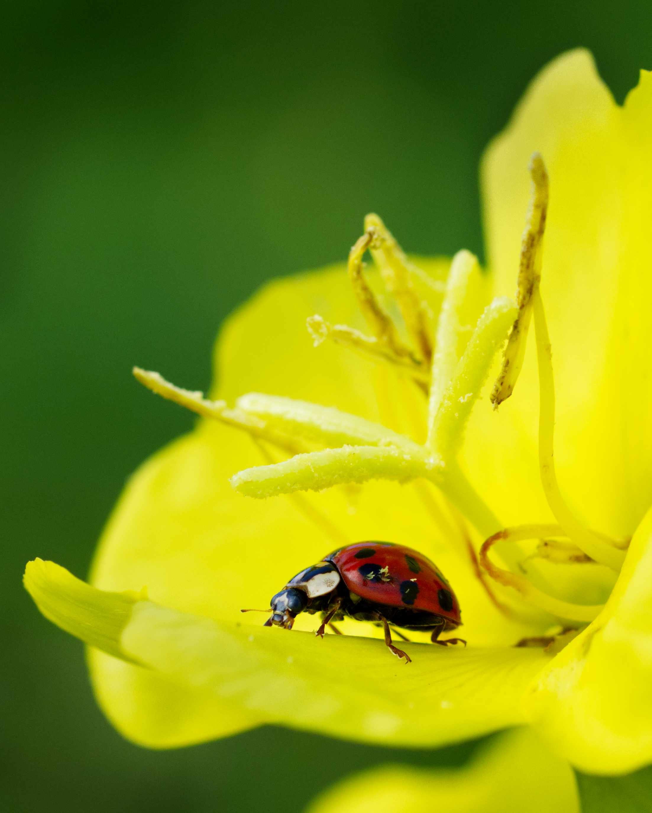 Coccinelle sur onagre / Lady bug on evening-primrose