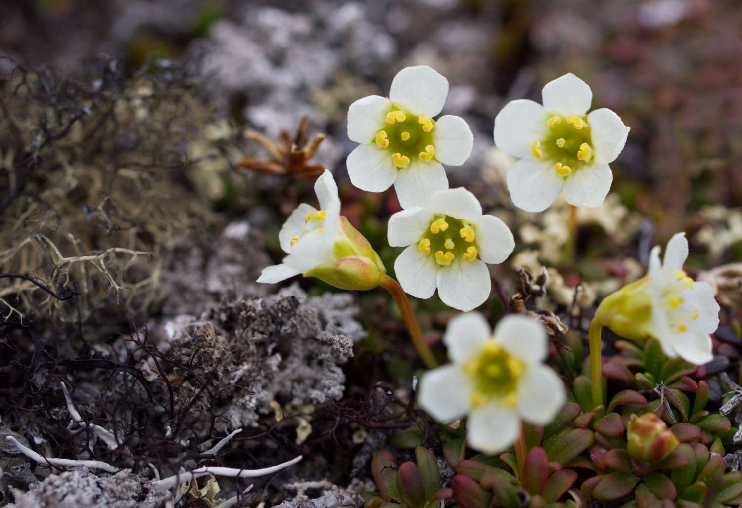 Lapland diapensia (Iqaluit, Nunavut)