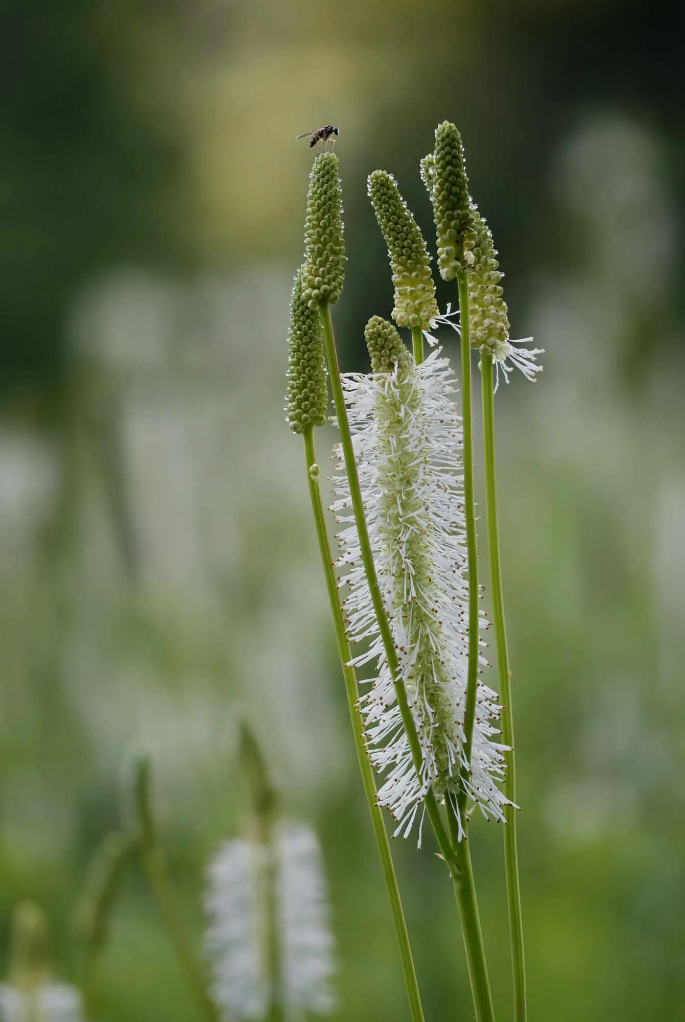 Fly on Canada burnet