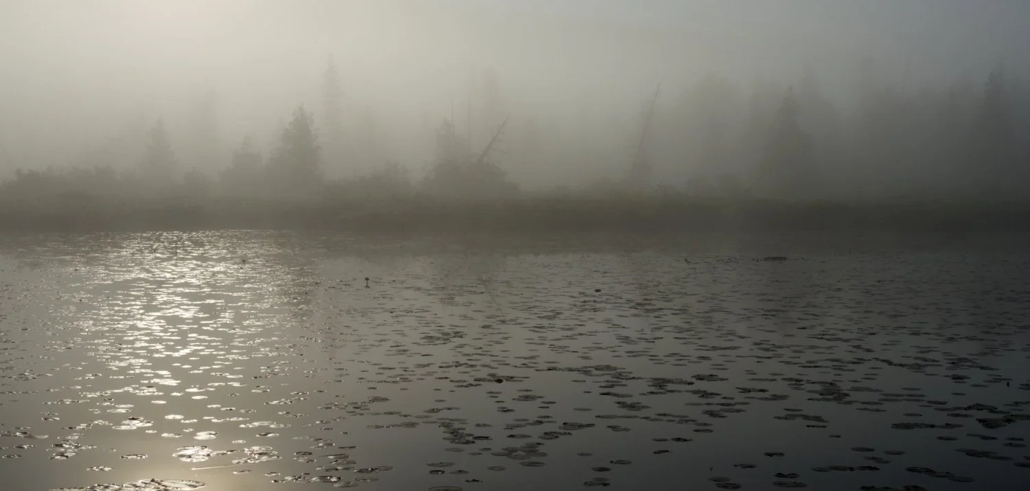 Arbres et nénuphars dans la brume / trees and waterlilies in the Fog / La Mauricie National Park