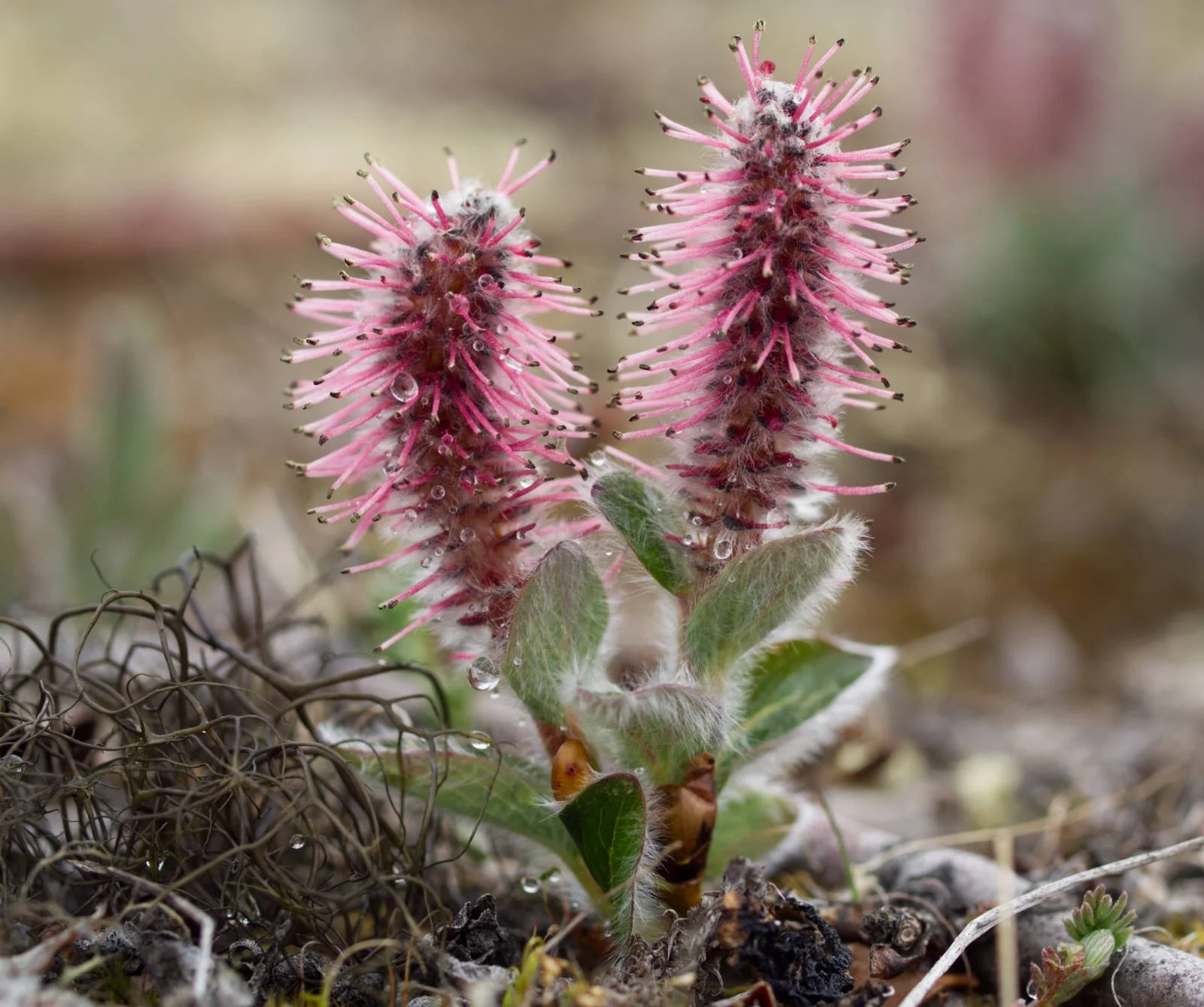Willow (Iqaluit, Nunavut)