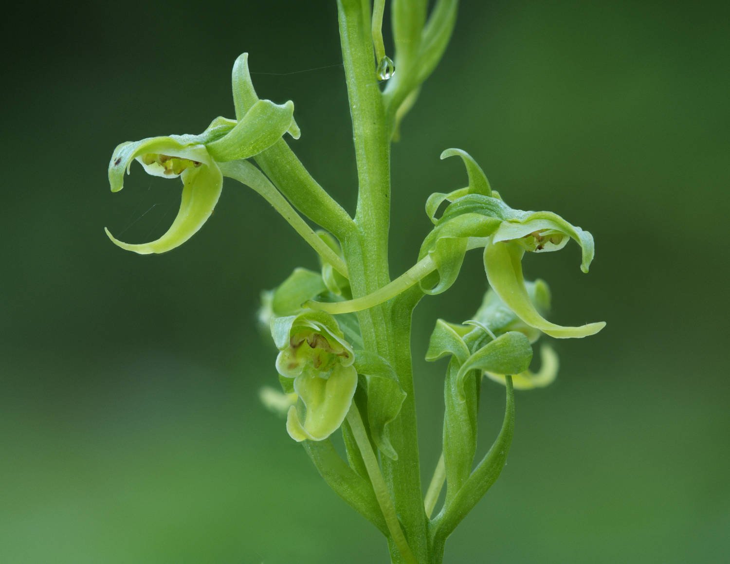 Platanthère de Hooker (Tadoussac, Québec)