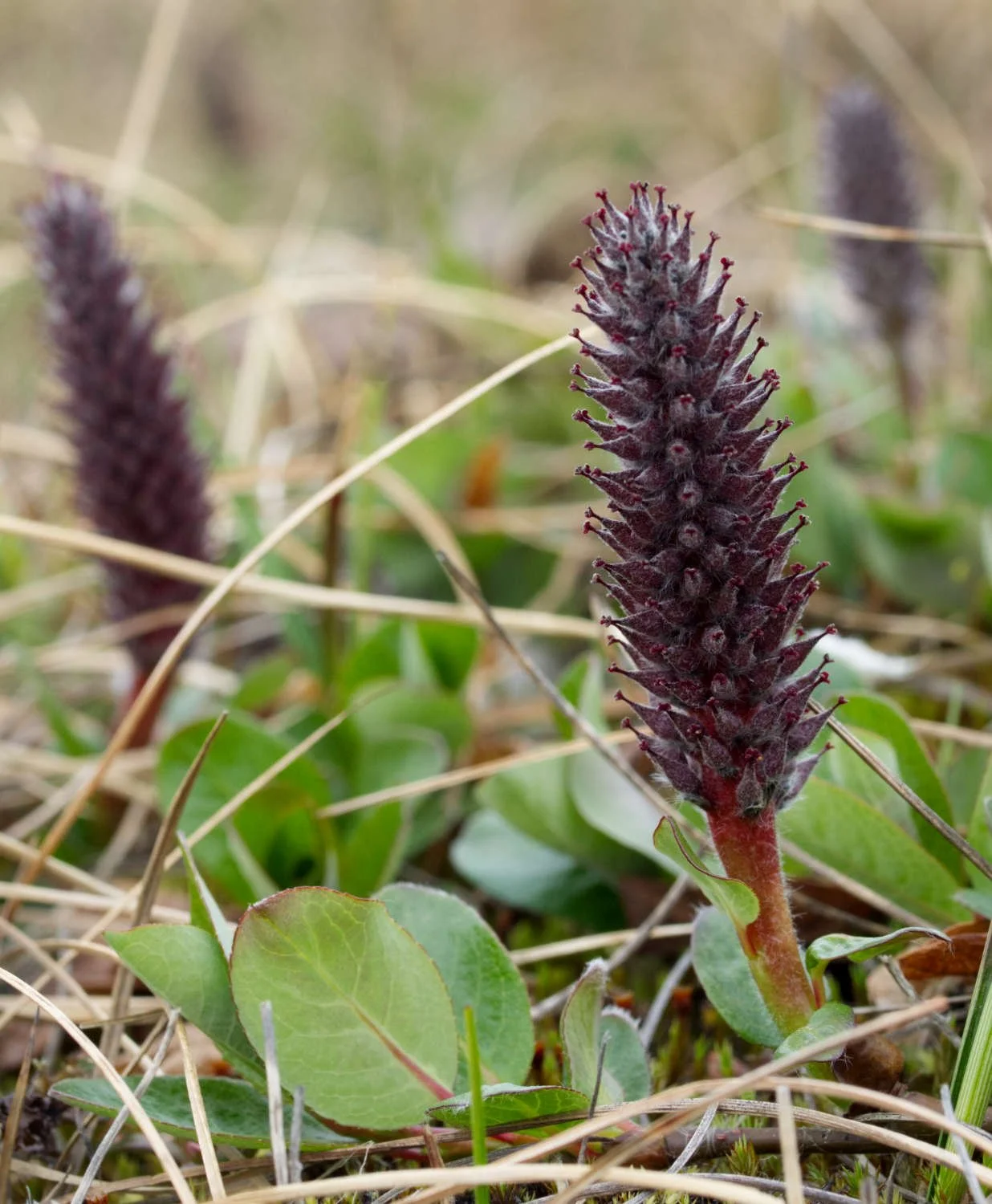 Willow (Iqaluit, Nunavut)
