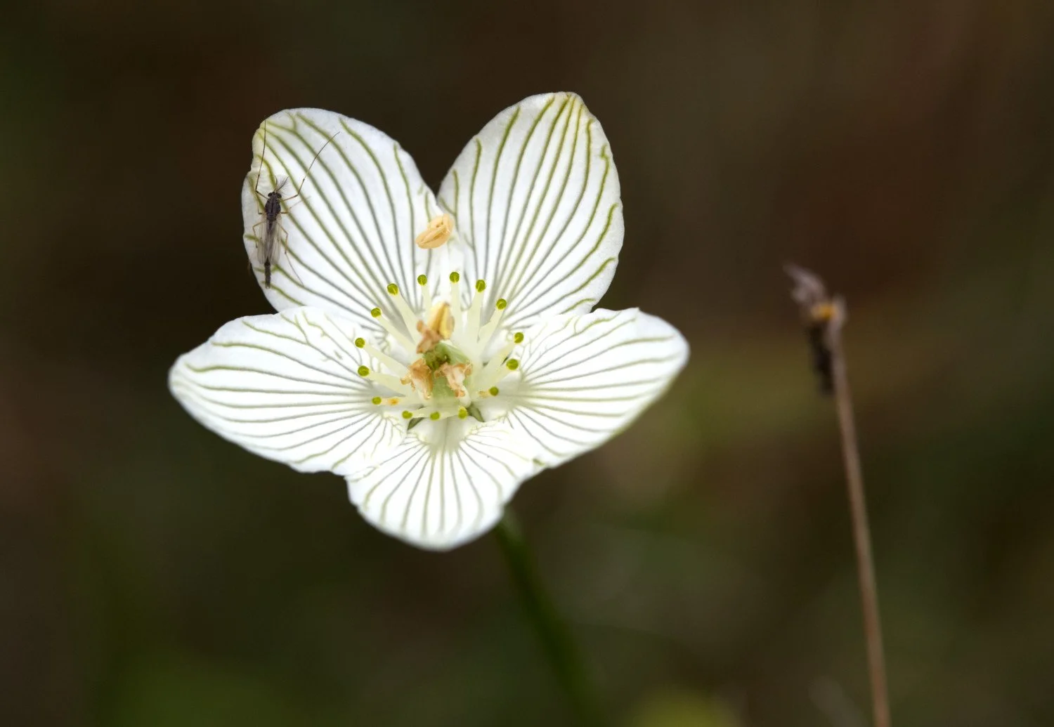 Parnassia glauca_20250913_Presqu'ile Provincial Park.jpg