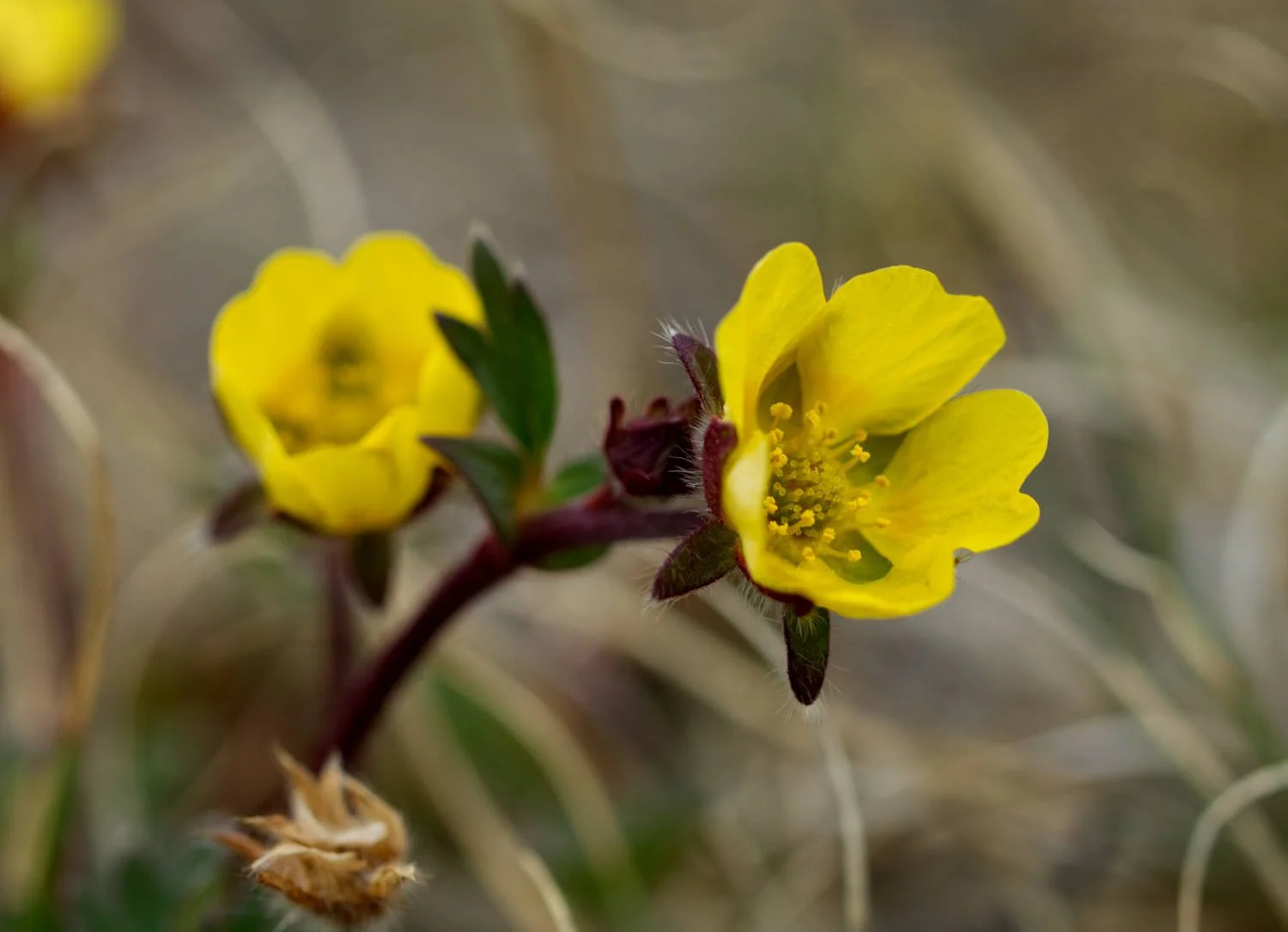 Potentille (jaune)/ Cinquefoil (yellow)