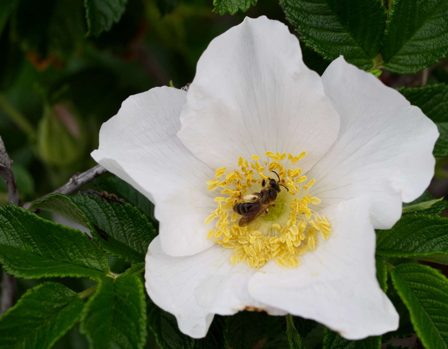 Abeille sur rose sauvage