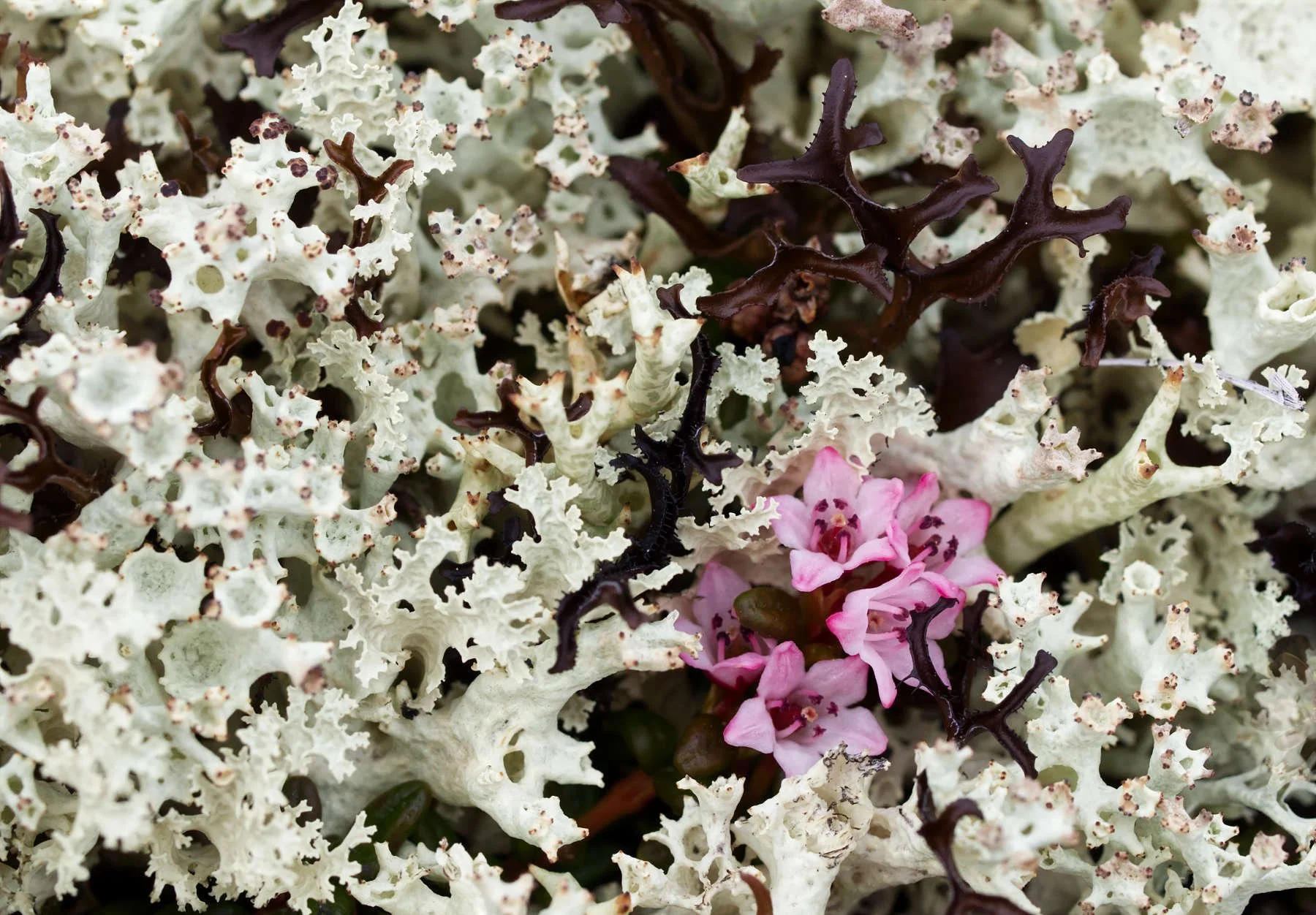 Azalée des Alpes / Alpine azalea