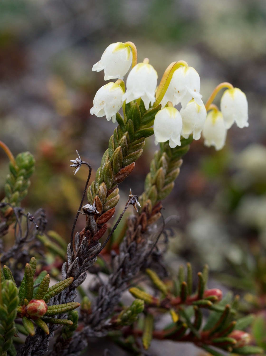Four-angled mountain heather (Iqaluit, Nunavut)