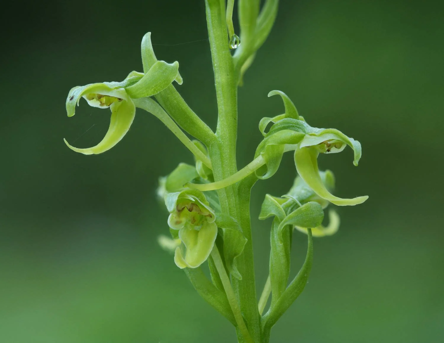 Platanthera hookeri_20250627_Tadoussac_Stack3?.jpg