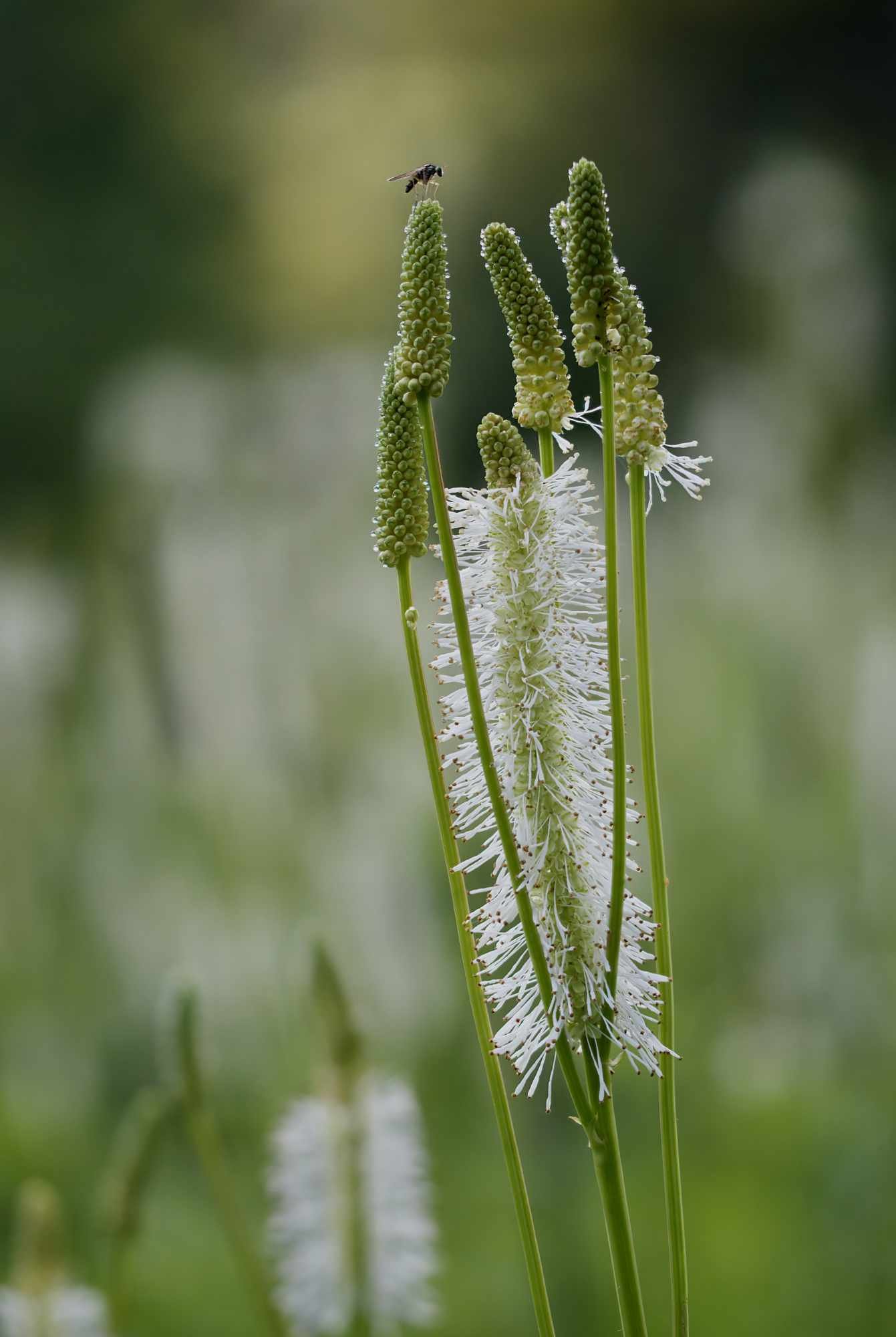 Mouche sur sanguisorbe