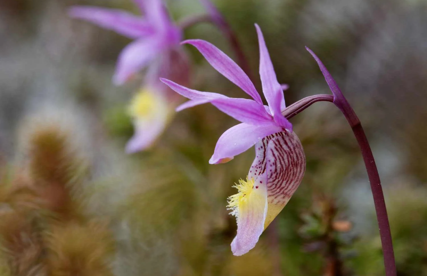 Calypso bulbosa_20250602_cropped for splash page.jpg
