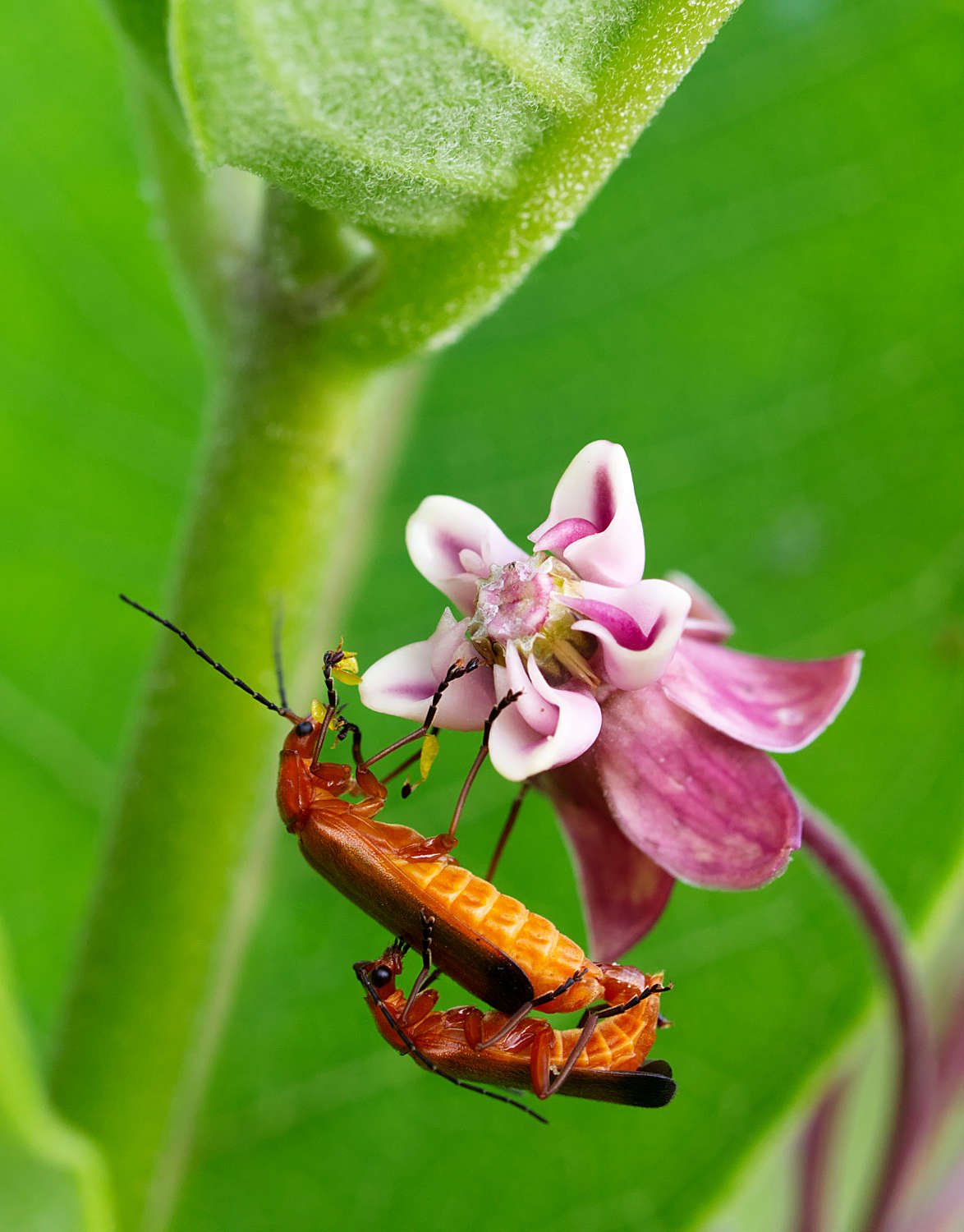 Red soldier beetle on milkweed